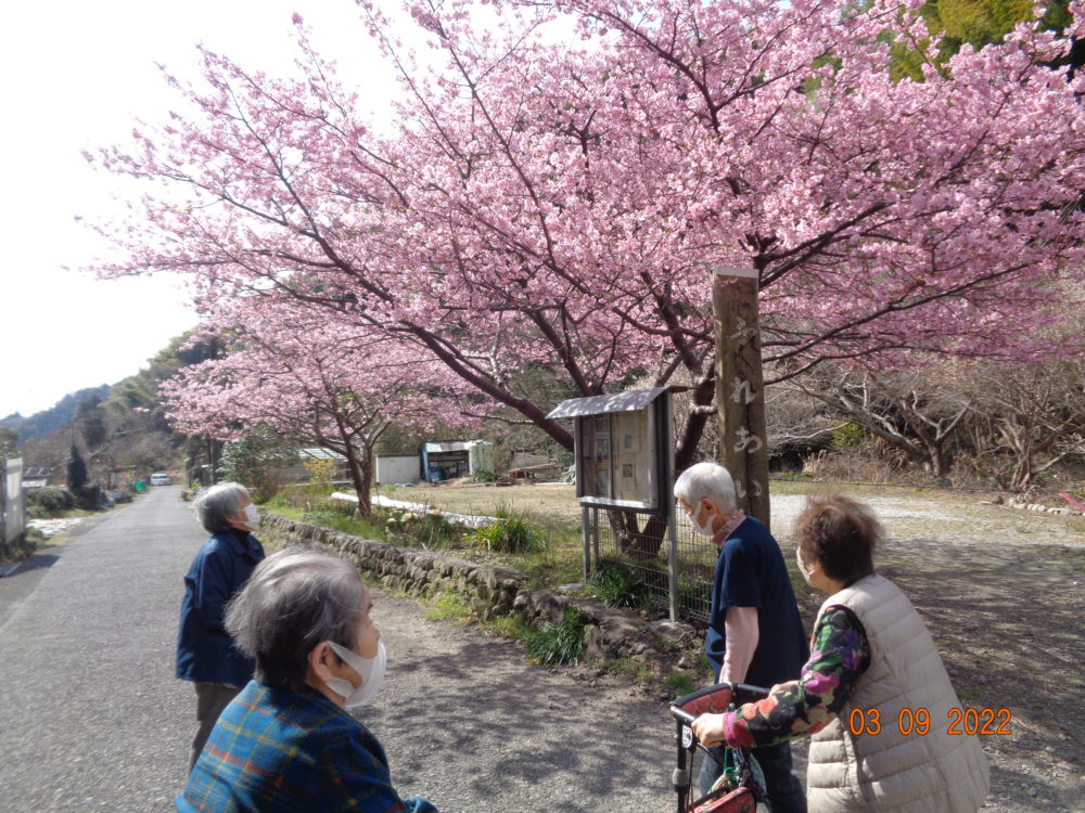 静岡市清水区デイサービス_春を感じる散歩