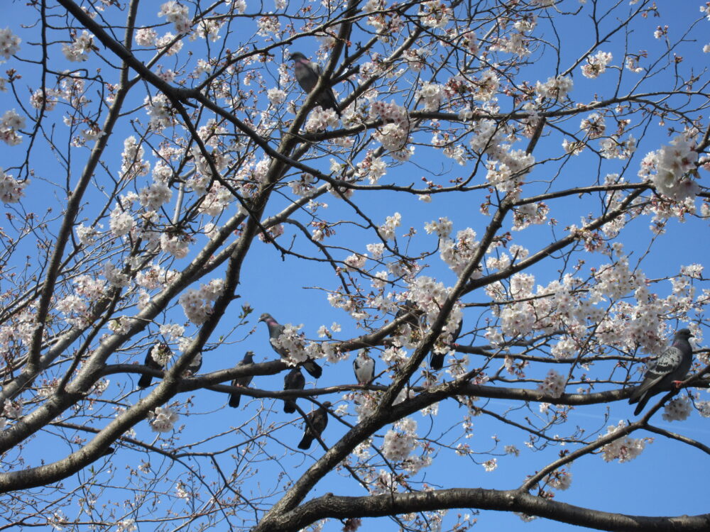 静岡市清水区デイサービス_桜のお花見