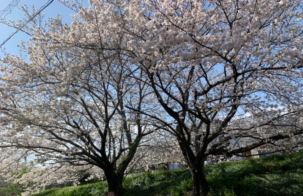 小石川デイサービス　桜満開～お花見～