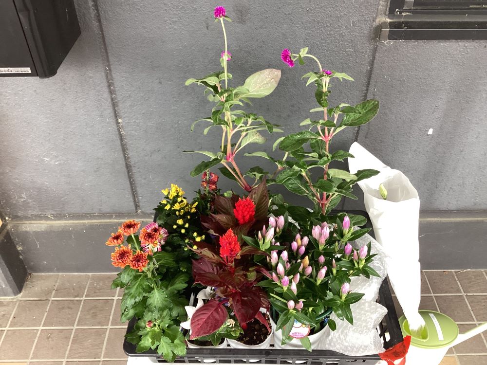 静岡市清水区デイサービス_花壇に花を生活リハビリクラブ押切・園芸クラブ