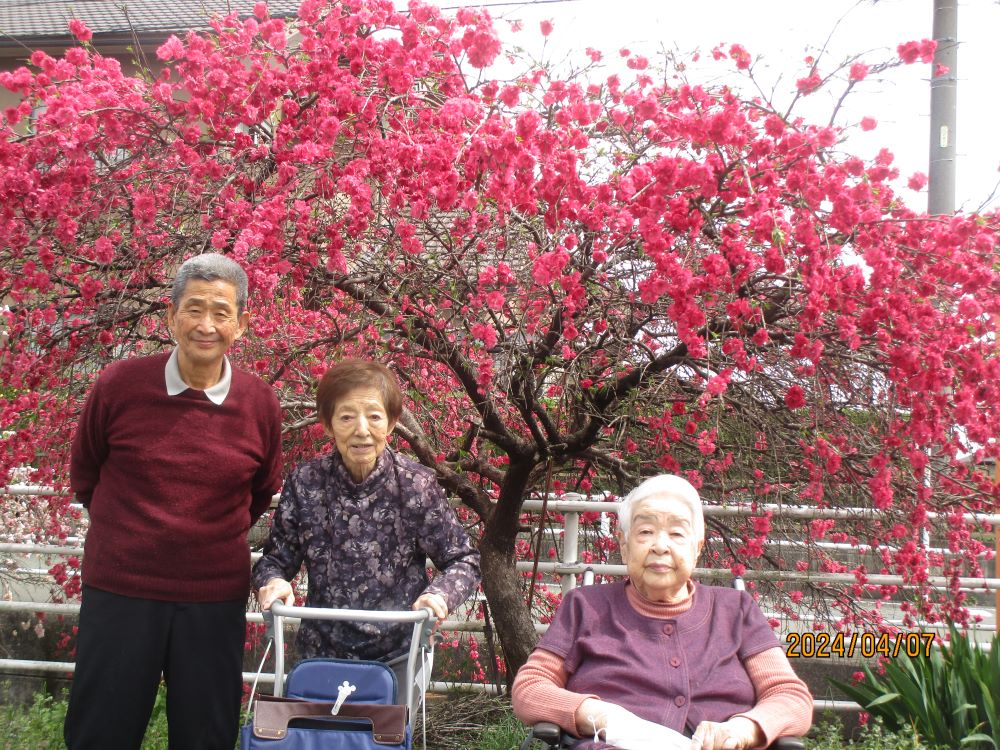 静岡市清水区デイサービス_満開の花桃桜
