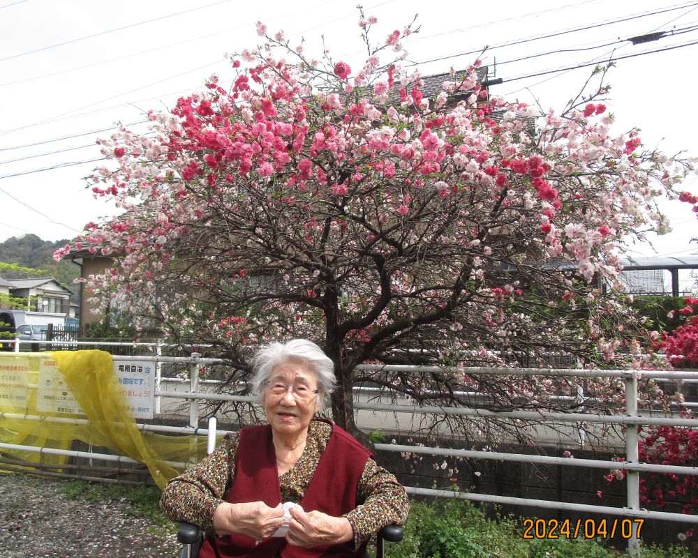 静岡市清水区デイサービス_満開の花桃桜