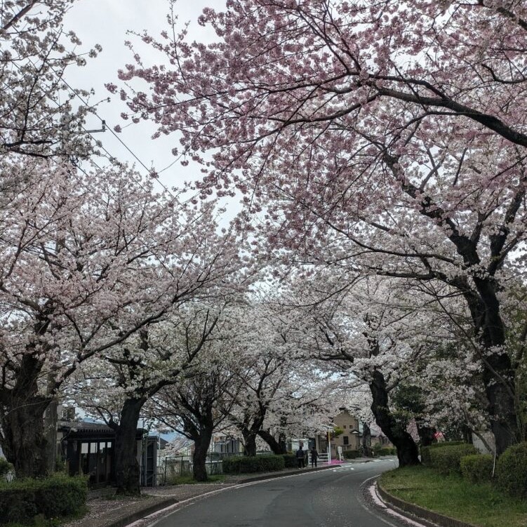 駿東郡長泉町老人ホーム_春のお花見ドライブ