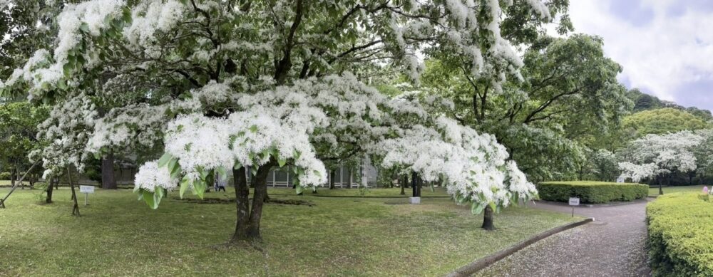 静岡市駿河区デイサービス_城北公園なんじゃもんじゃの木