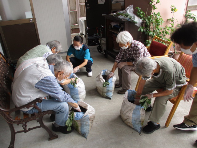 相良デイサービス　さつまいもの苗植え