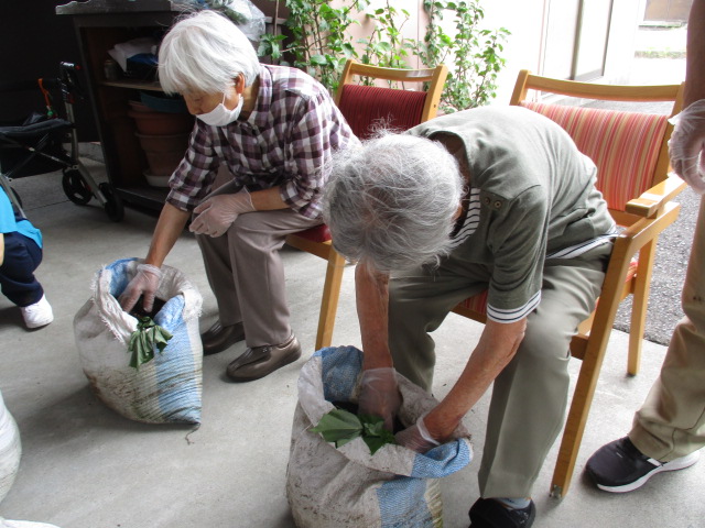 牧之原市デイサービス_さつまいもの苗植え