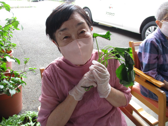 牧之原市デイサービス_さつまいもの苗植え