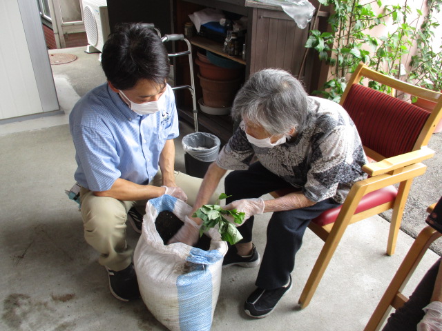 牧之原市デイサービス_さつまいもの苗植え