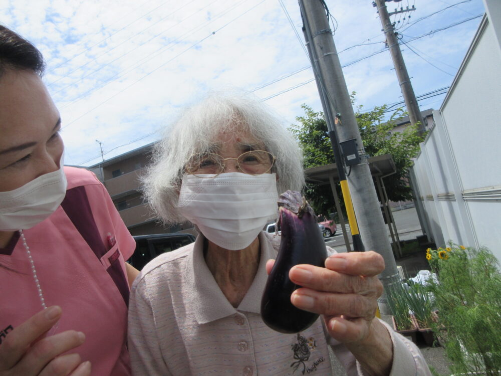 浜松市デイサービス_初生農園夏野菜の収穫と土づくり