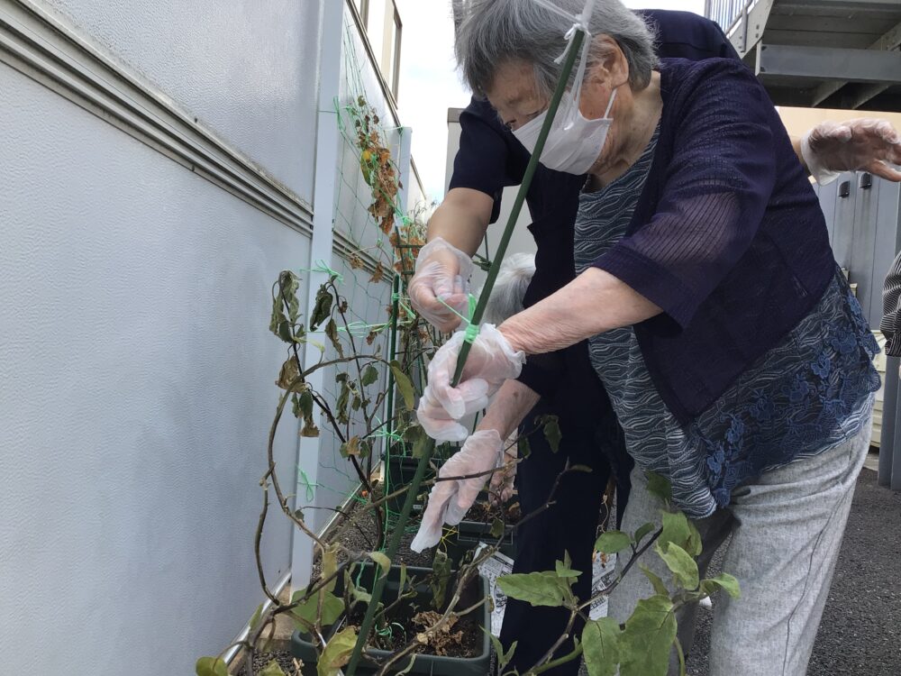 浜松市デイサービス_初生農園夏野菜の収穫と土づくり