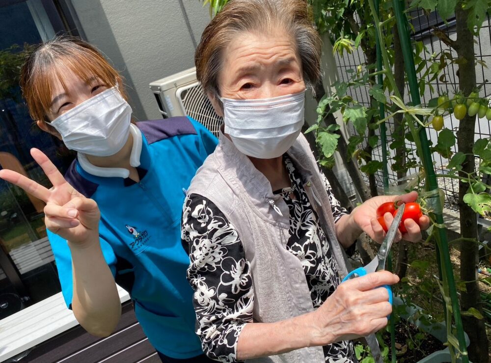 駿東郡長泉町デイサービス_園芸クラブ夏野菜を堪能