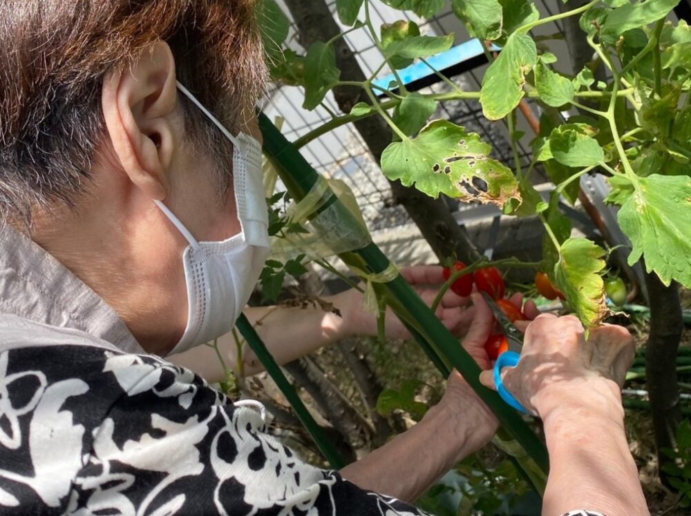 駿東郡長泉町デイサービス_園芸クラブ夏野菜を堪能