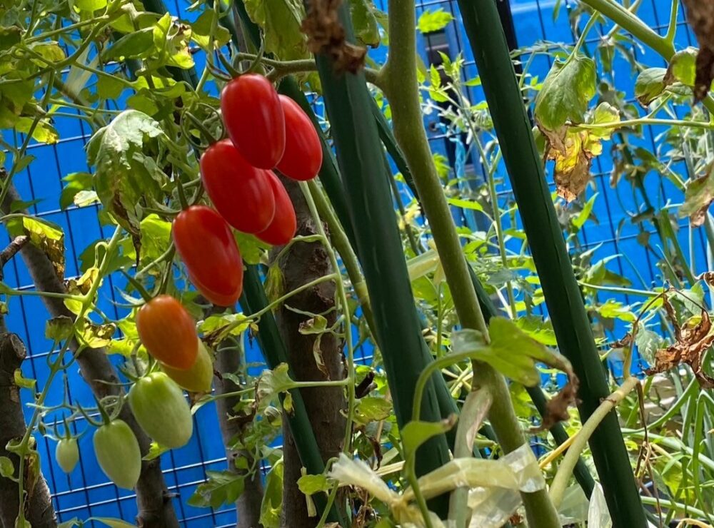 駿東郡長泉町デイサービス_園芸クラブ夏野菜を堪能