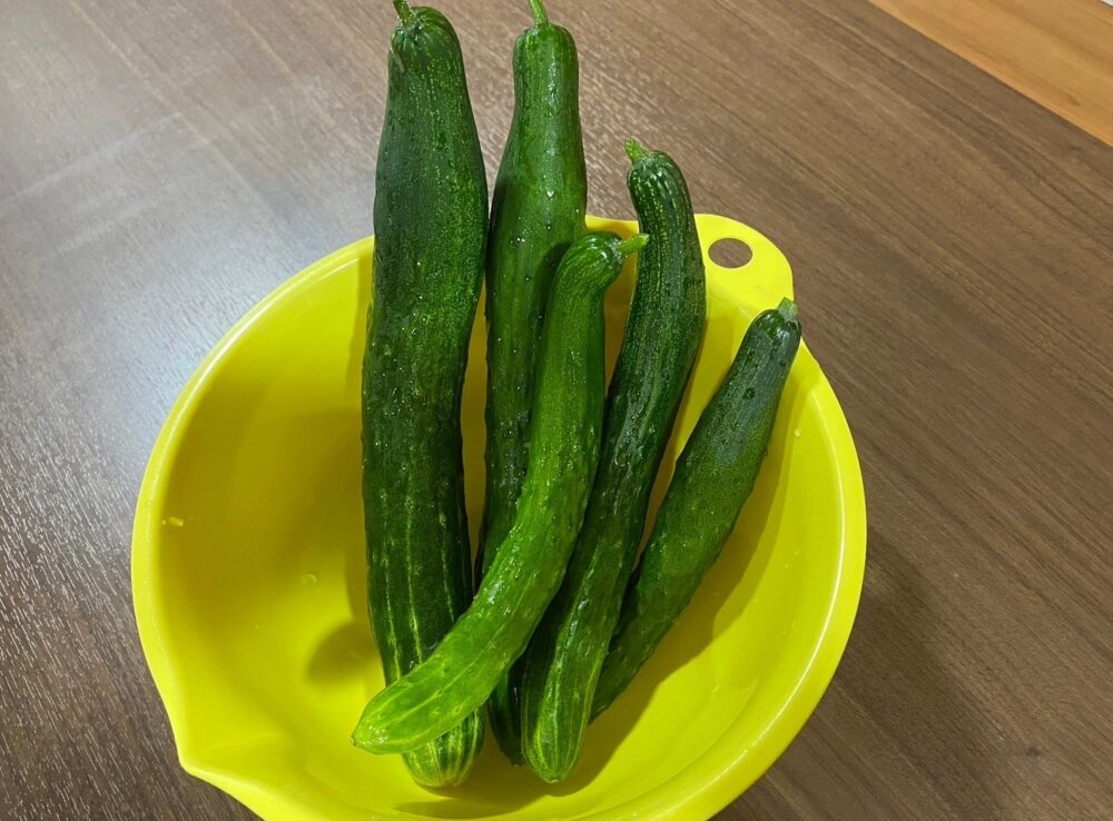 駿東郡長泉町デイサービス_園芸クラブ夏野菜を堪能