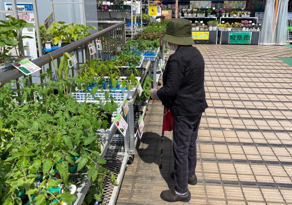 駿東郡長泉町デイサービス_園芸クラブ夏野菜を堪能