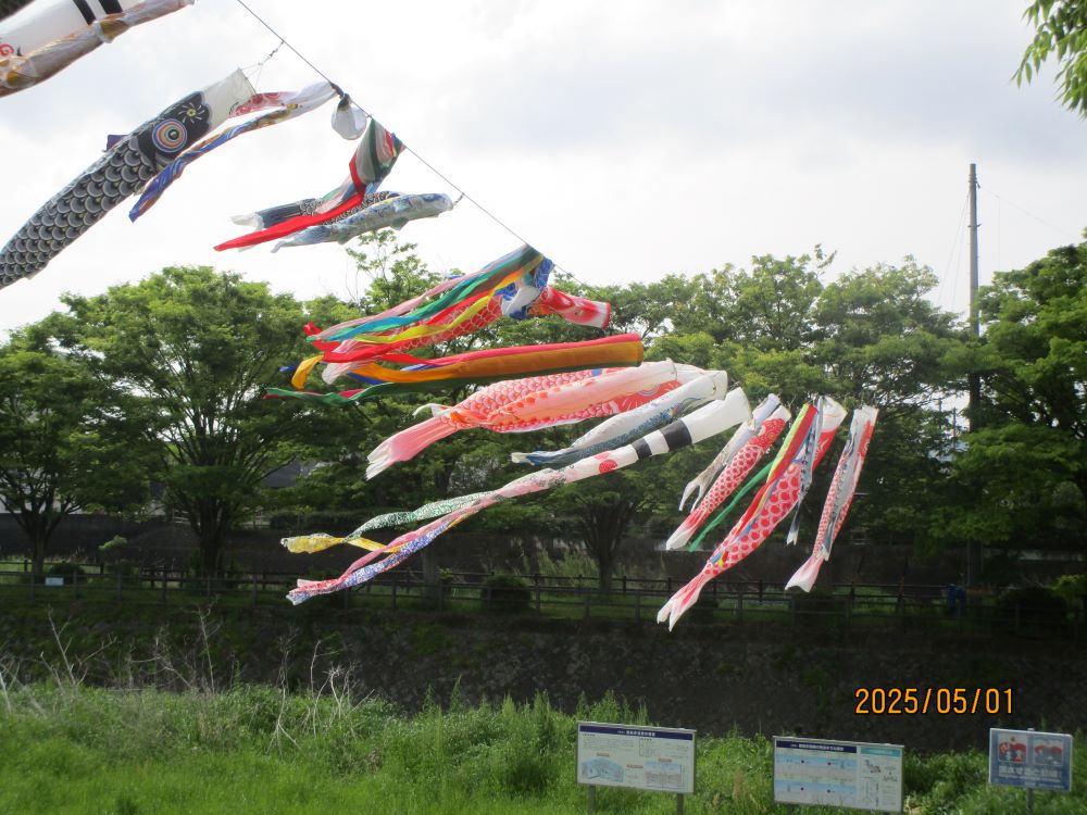 静岡市清水区デイサービス_歩こうクラブ 鯉のぼりを見に行こう
