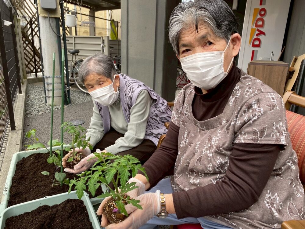 長泉デイサービス　長泉園芸クラブ・夏野菜はじめました