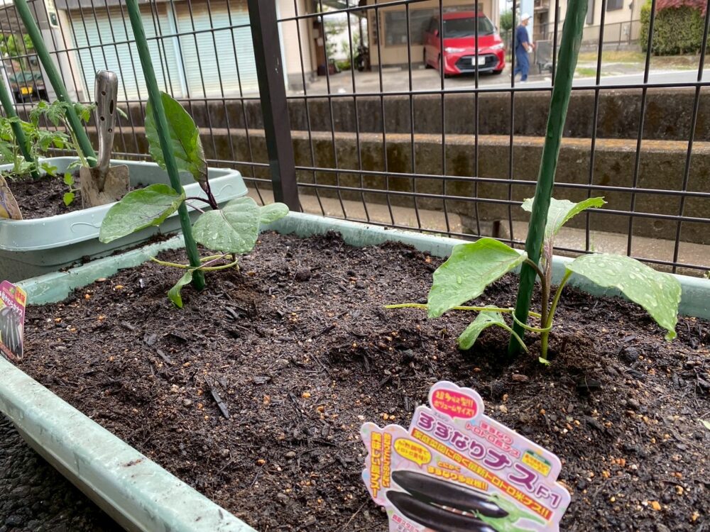 駿東郡長泉町デイサービス_夏野菜はじめました