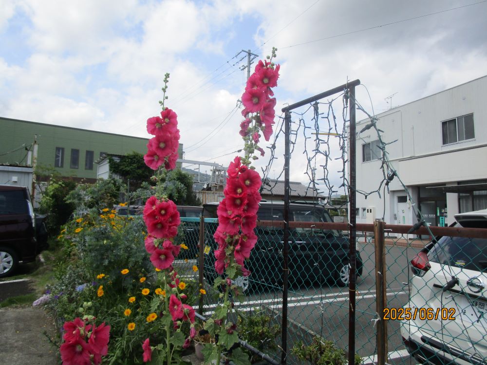 押切デイサービス　静岡市の市花「タチアオイ」を見に行ってきました。