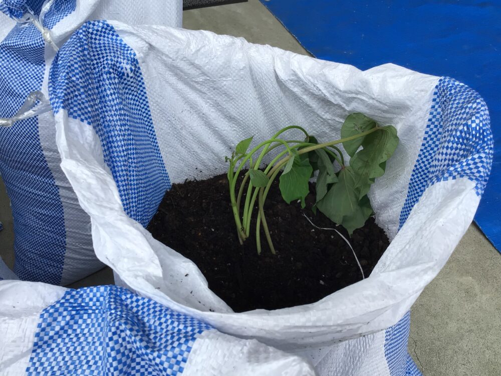 相良デイサービス サツマイモの苗植え