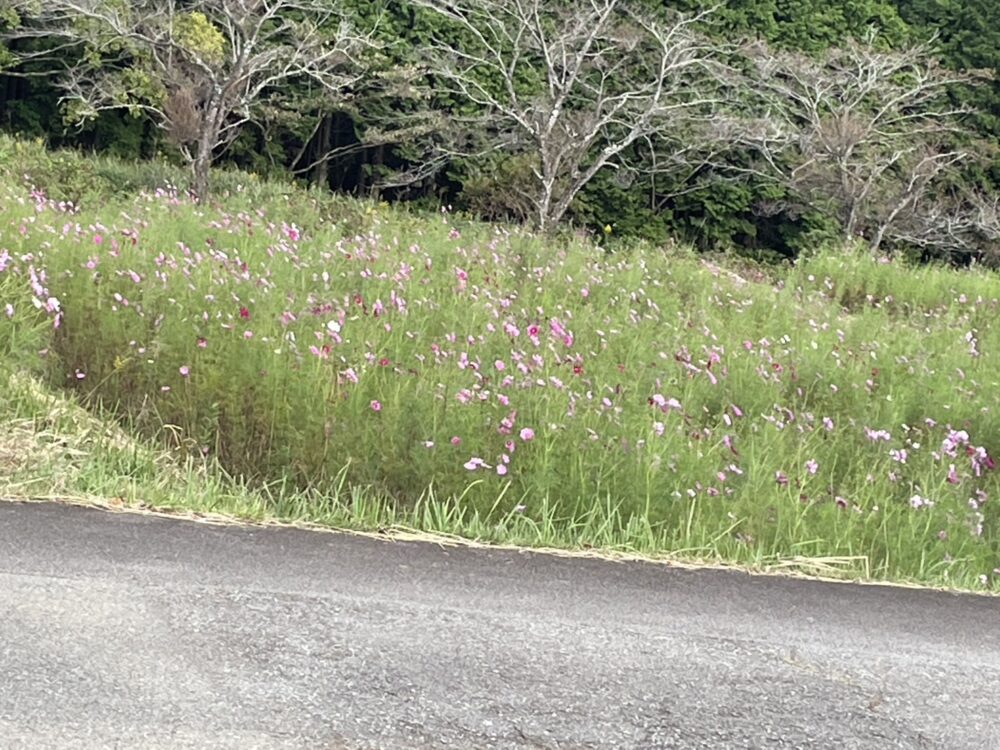 沼津開北デイサービス_小さな旅秋を感じながら屋外歩行練習
