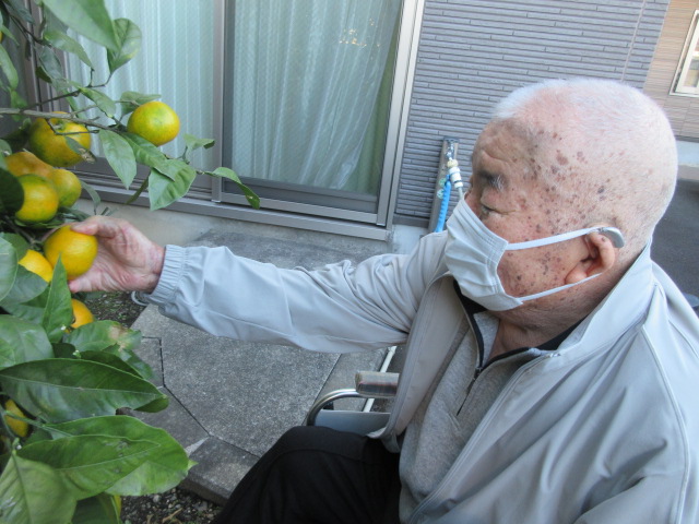 富士市デイサービス_ミカン狩りからミカンジュース作り