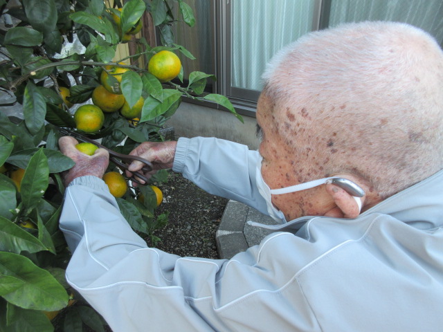 富士市デイサービス_ミカン狩りからミカンジュース作り