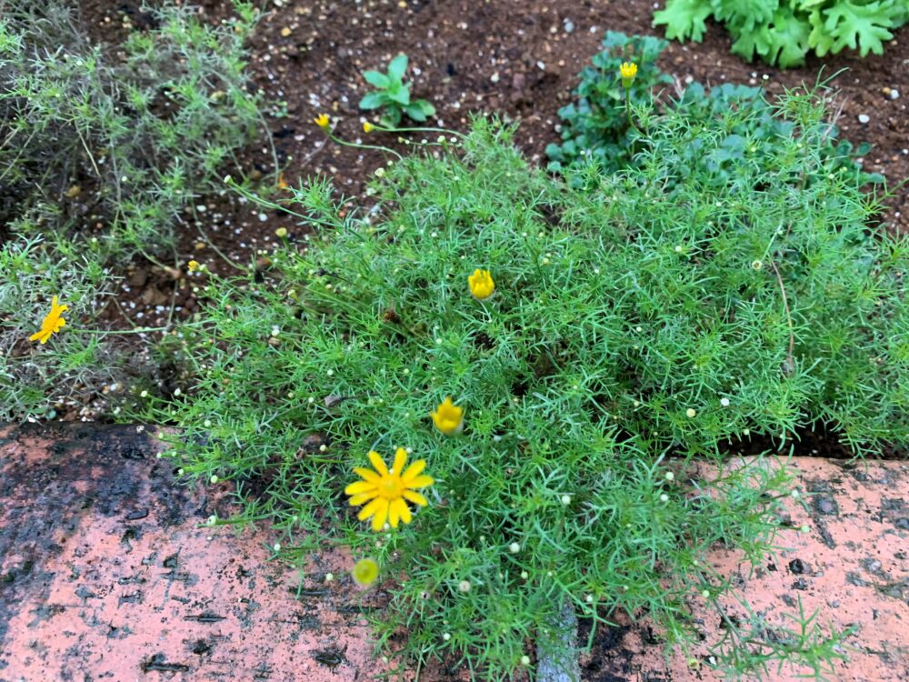 沼津開北デイサービス_四季彩クラブ季節の思い出クラフト