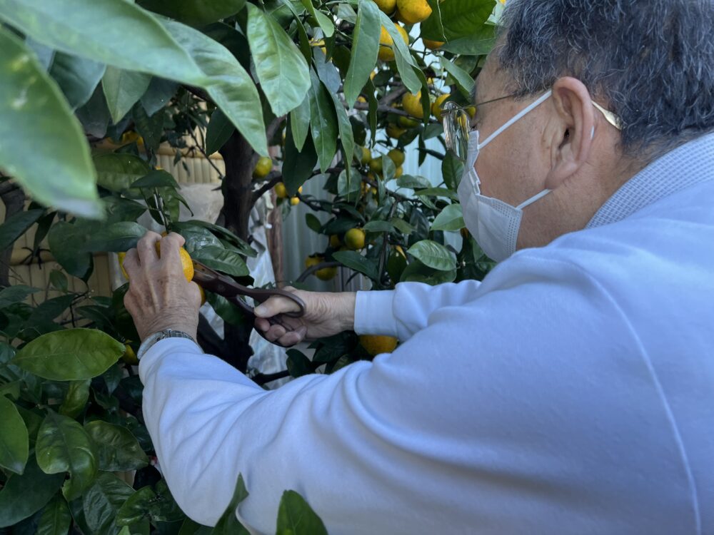 富士市デイサービス_ミカン狩りからミカンジュース作り