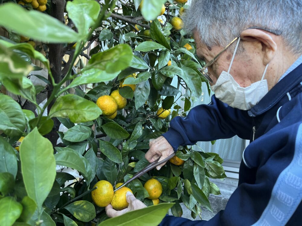 厚原デイサービス　ミカン狩りからミカンジュース作り