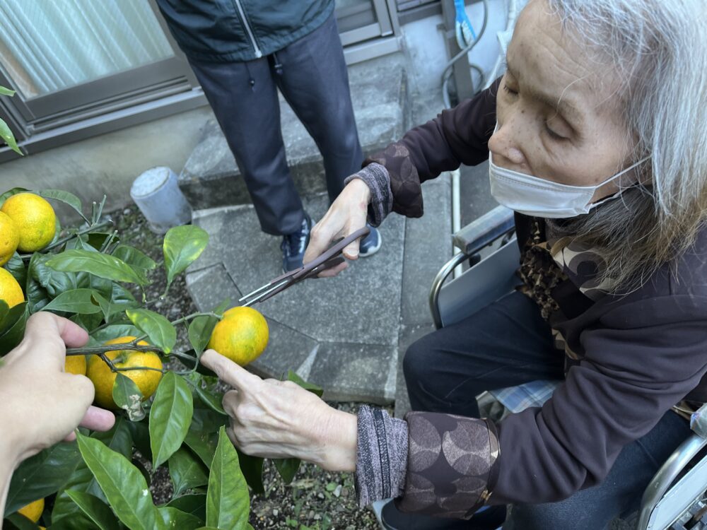 富士市デイサービス_ミカン狩りからミカンジュース作り