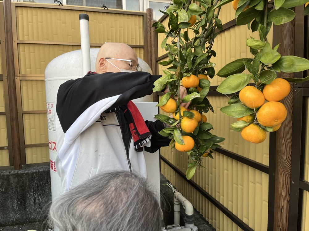 富士市デイサービス_ミカン狩りからミカンジュース作り