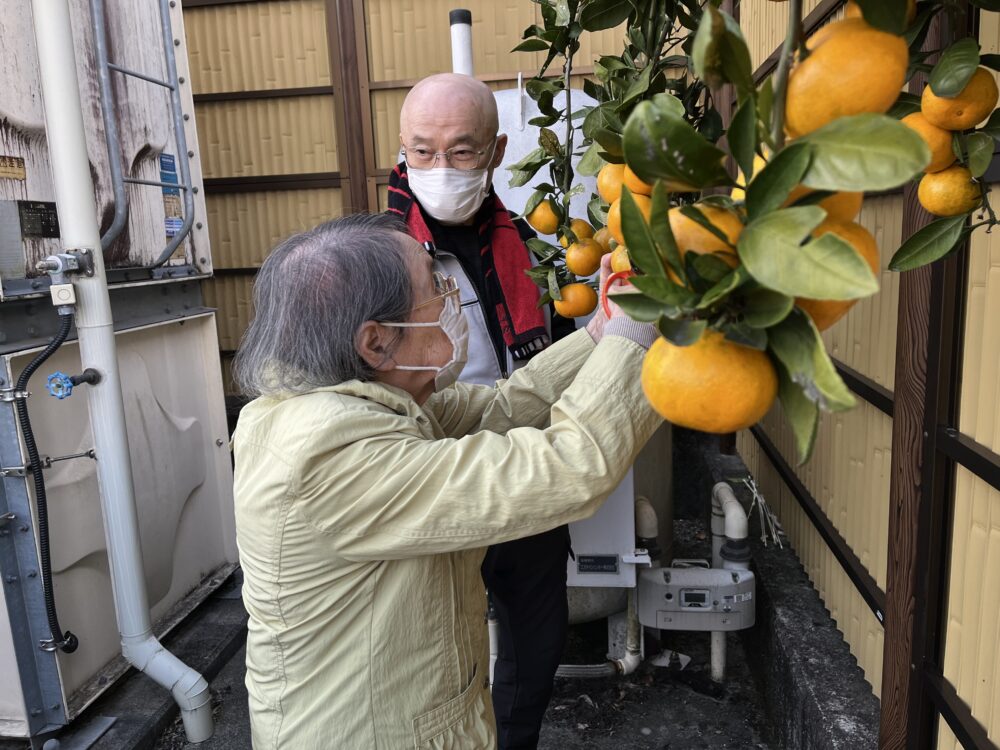 富士市デイサービス_ミカン狩りからミカンジュース作り