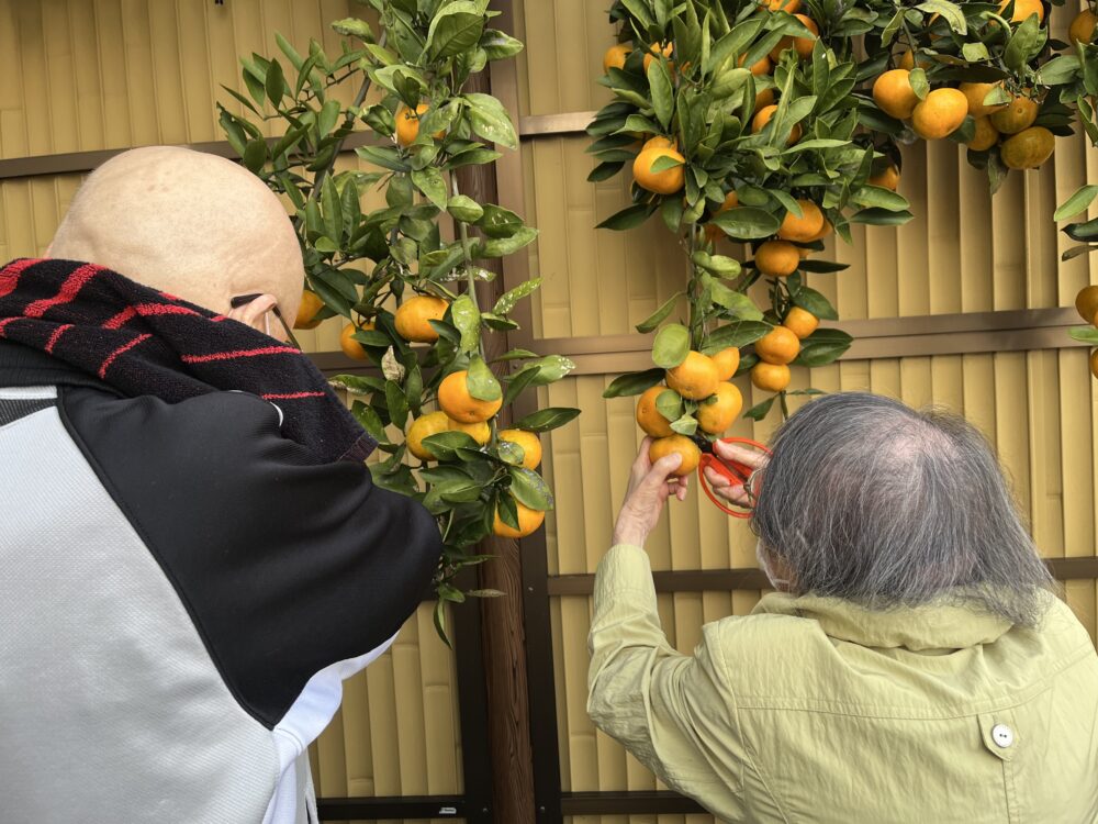 富士市デイサービス_ミカン狩りからミカンジュース作り