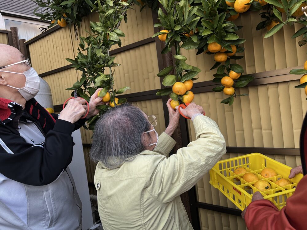 富士市デイサービス_ミカン狩りからミカンジュース作り