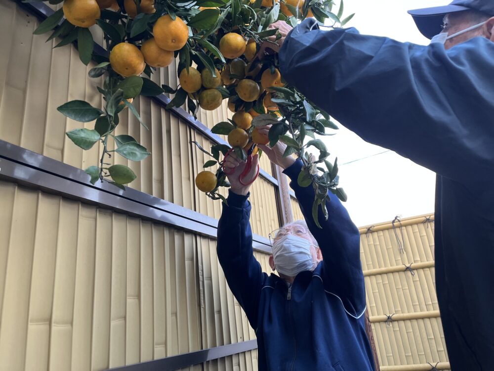 富士市デイサービス_ミカン狩りからミカンジュース作り