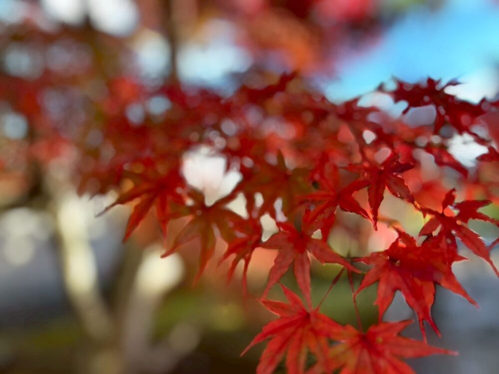 Café＆Reha静岡千代田　小さな旅「新光明寺」