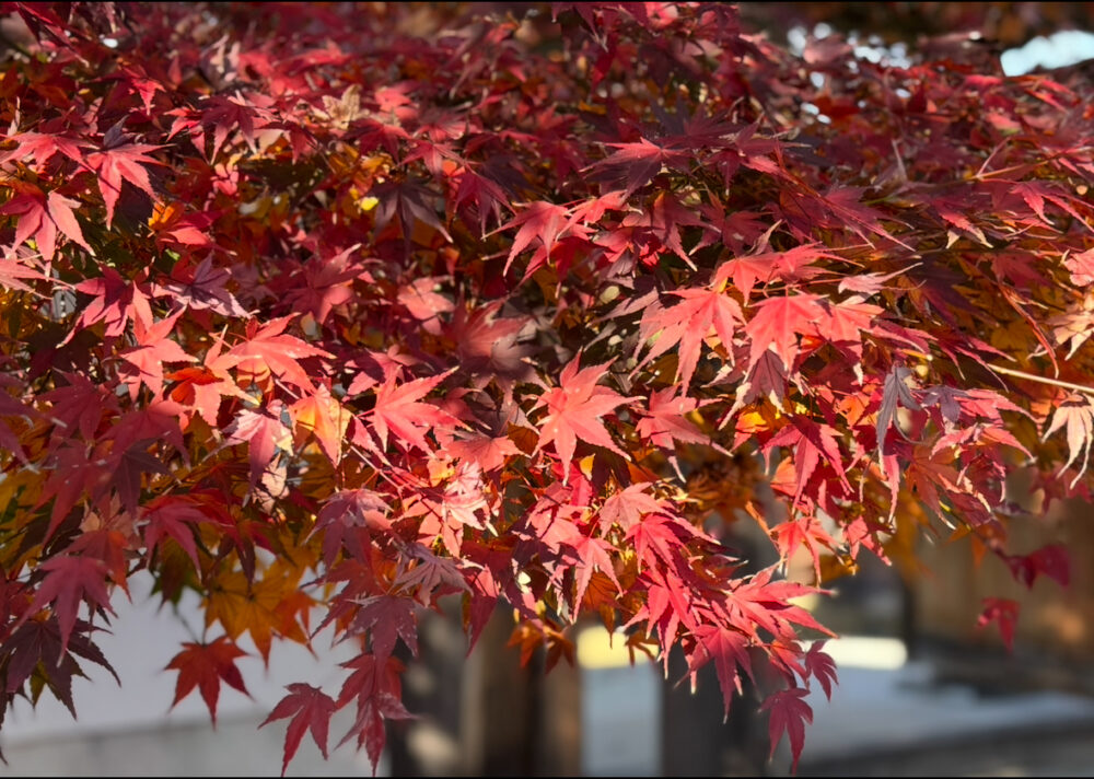 清水銀座デイサービス　紅葉の旅