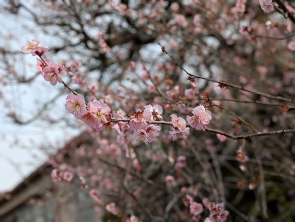 Café＆Reha静岡千代田　小さな旅「貞松山　蓮永寺」